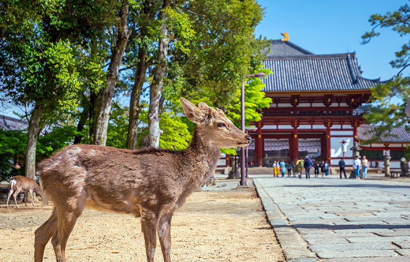 日本古都奈良：探訪歷史和文化
