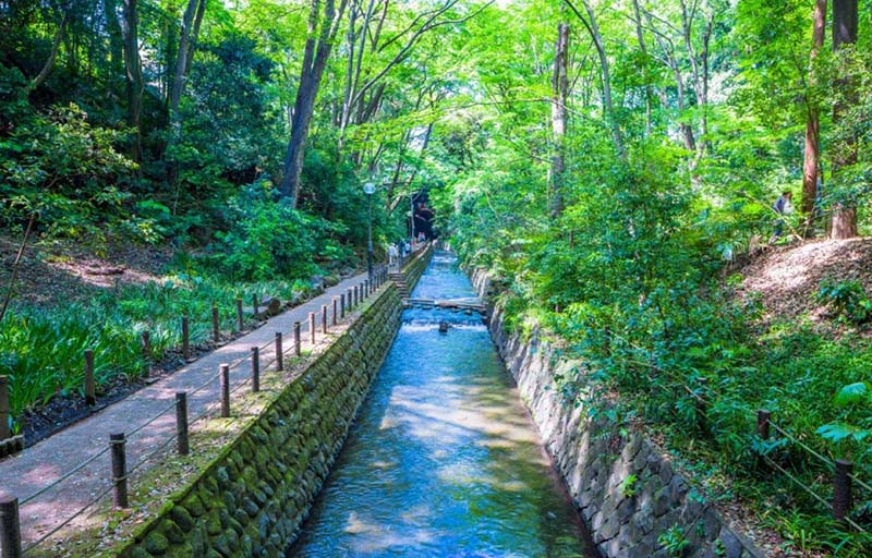 日本的奇幻療癒溪谷森林：等等力溪谷