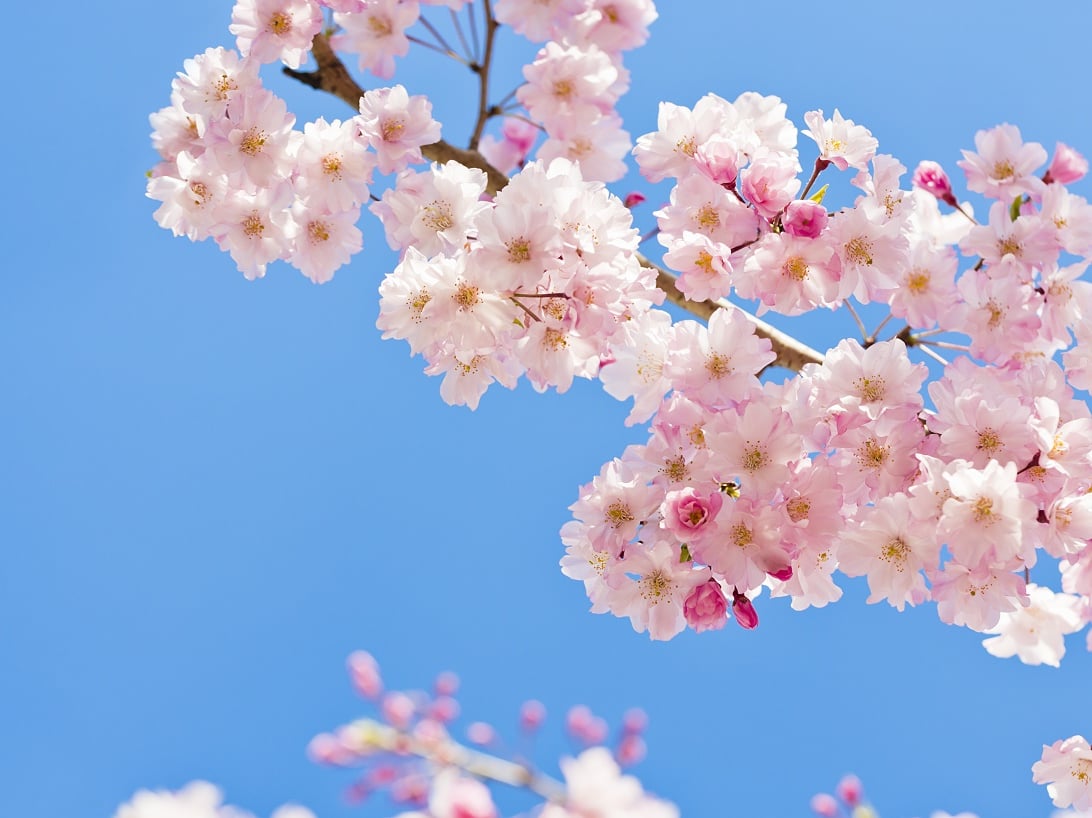 2023日本最新櫻花開花、滿開時間預報 跟著日本櫻花前線賞櫻去吧!